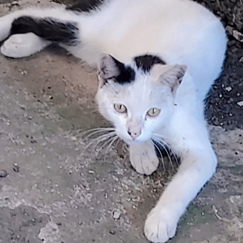 The cat, from the shelter's listing