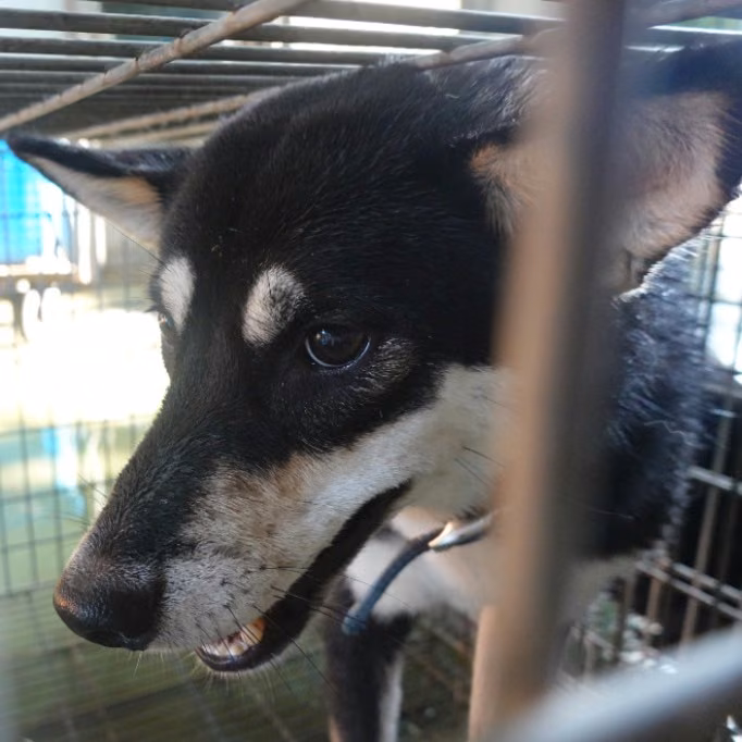 The dog, from the shelter's listing