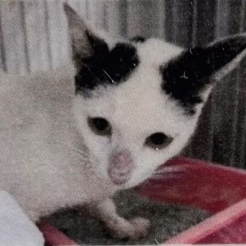 The cat, from the shelter's listing