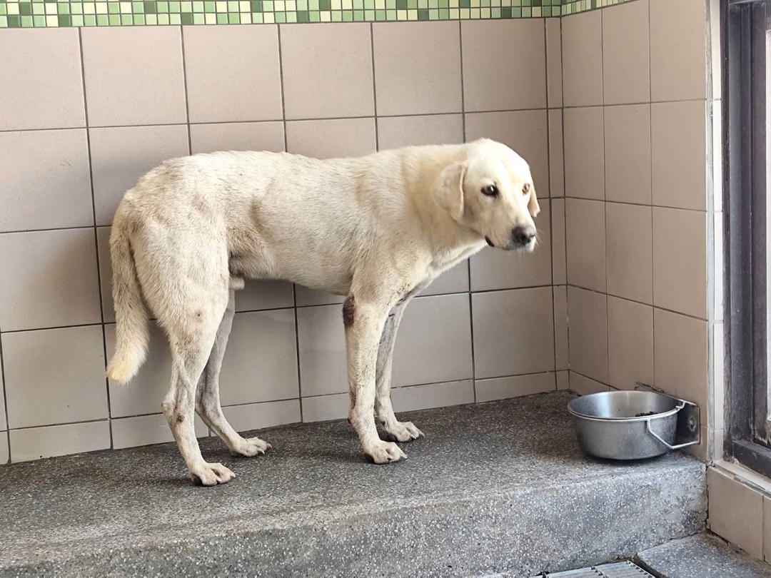 The dog, from the shelter's listing