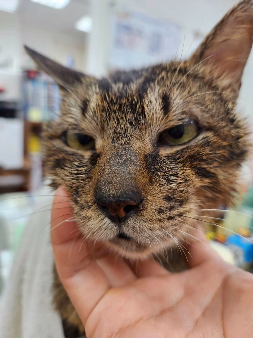The cat, from the shelter's listing