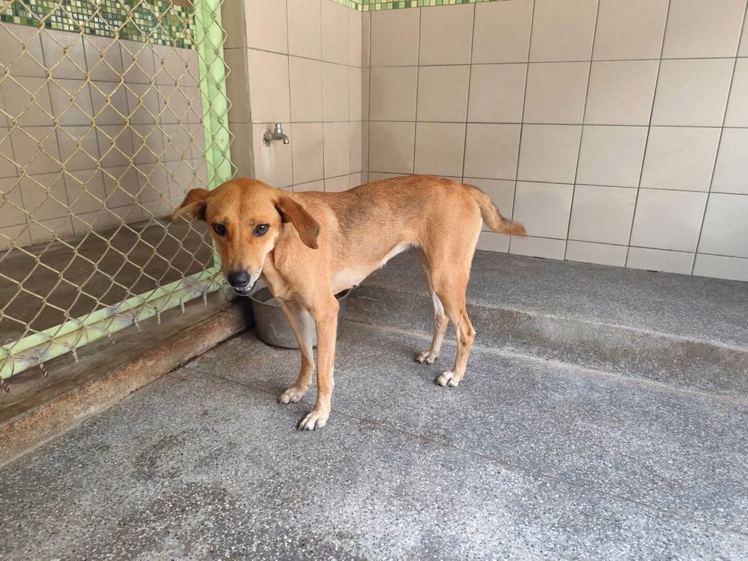 The dog, from the shelter's listing