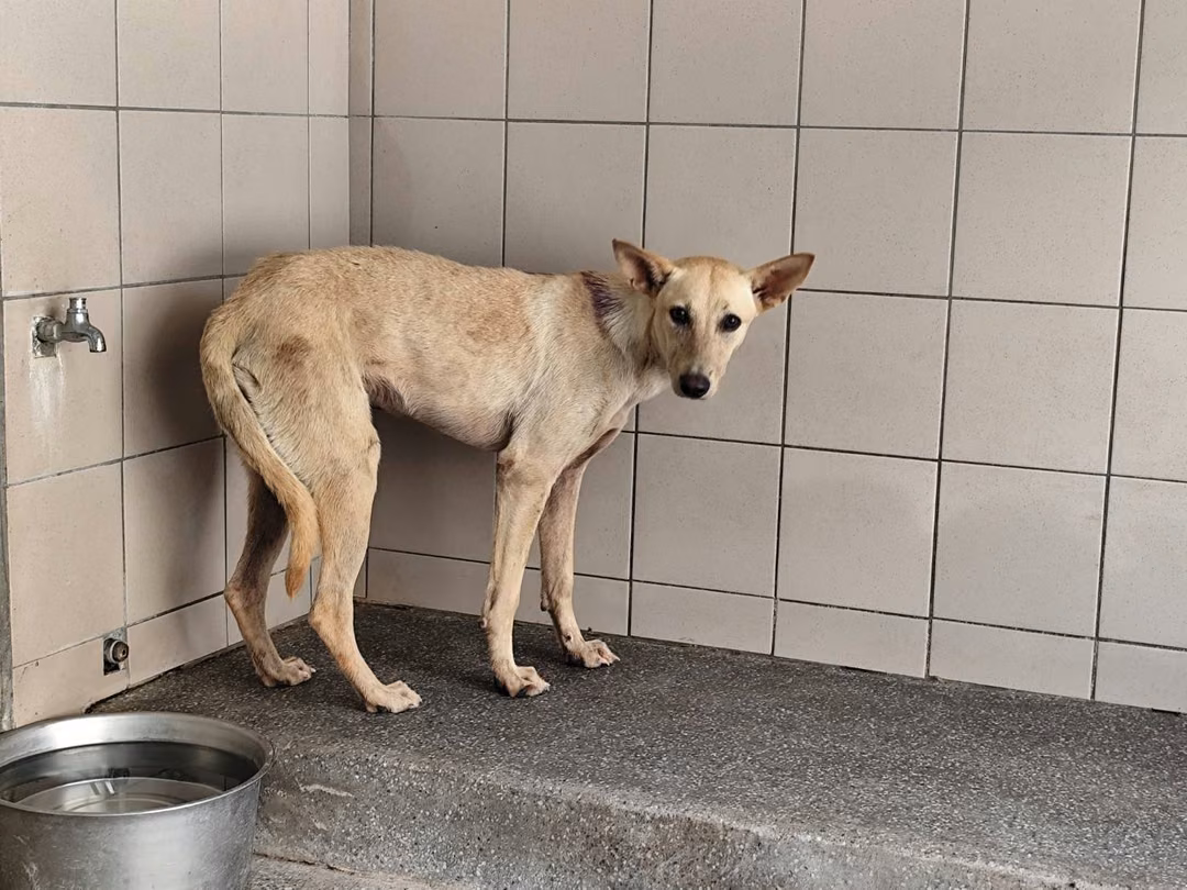 The dog, from the shelter's listing