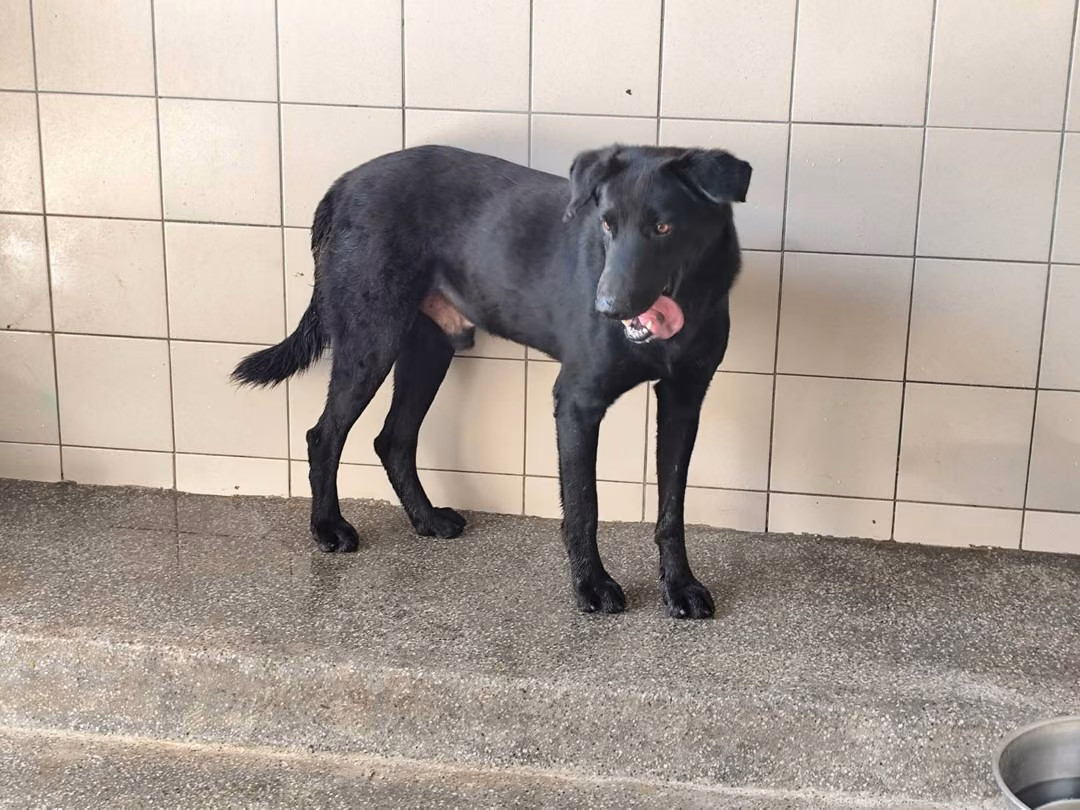 The dog, from the shelter's listing
