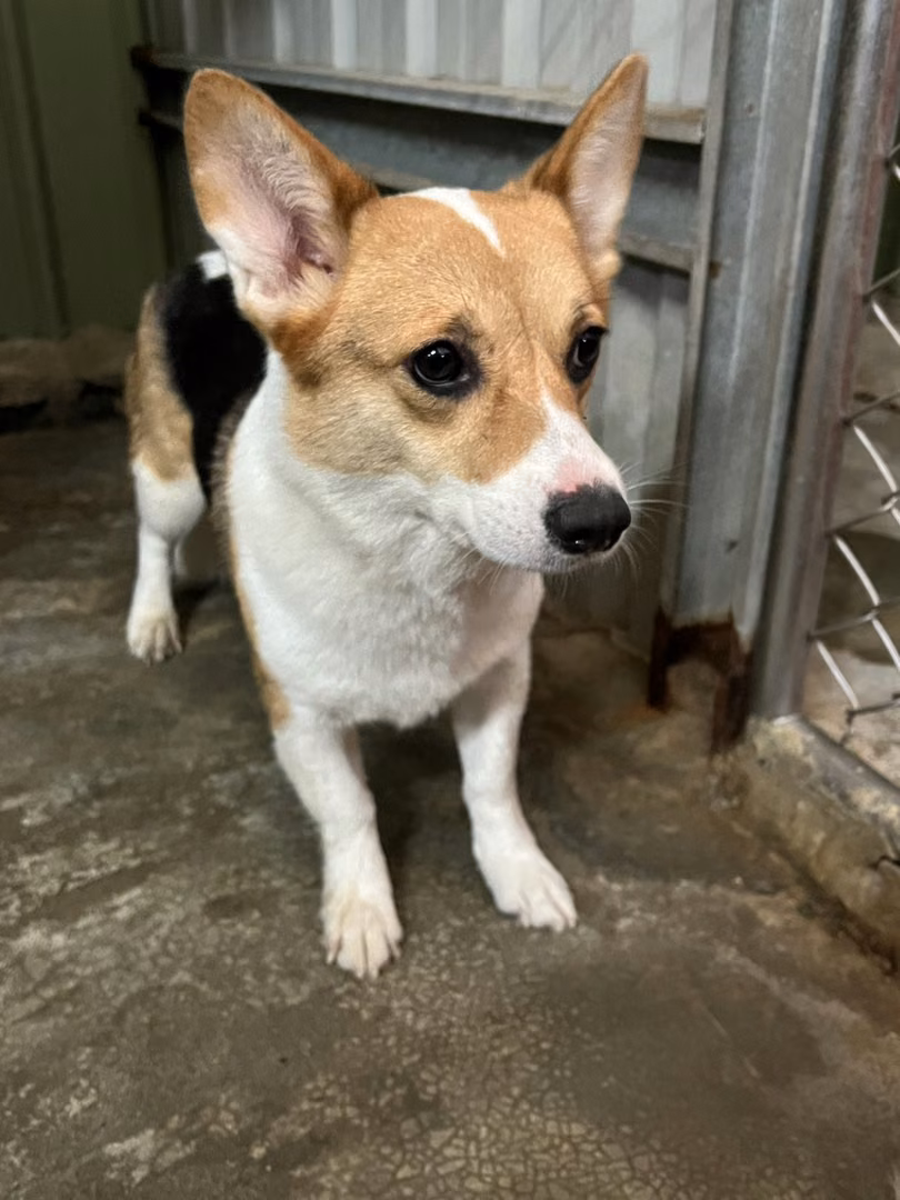 The dog, from the shelter's listing