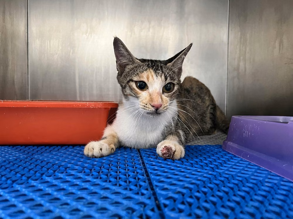 The cat, from the shelter's listing