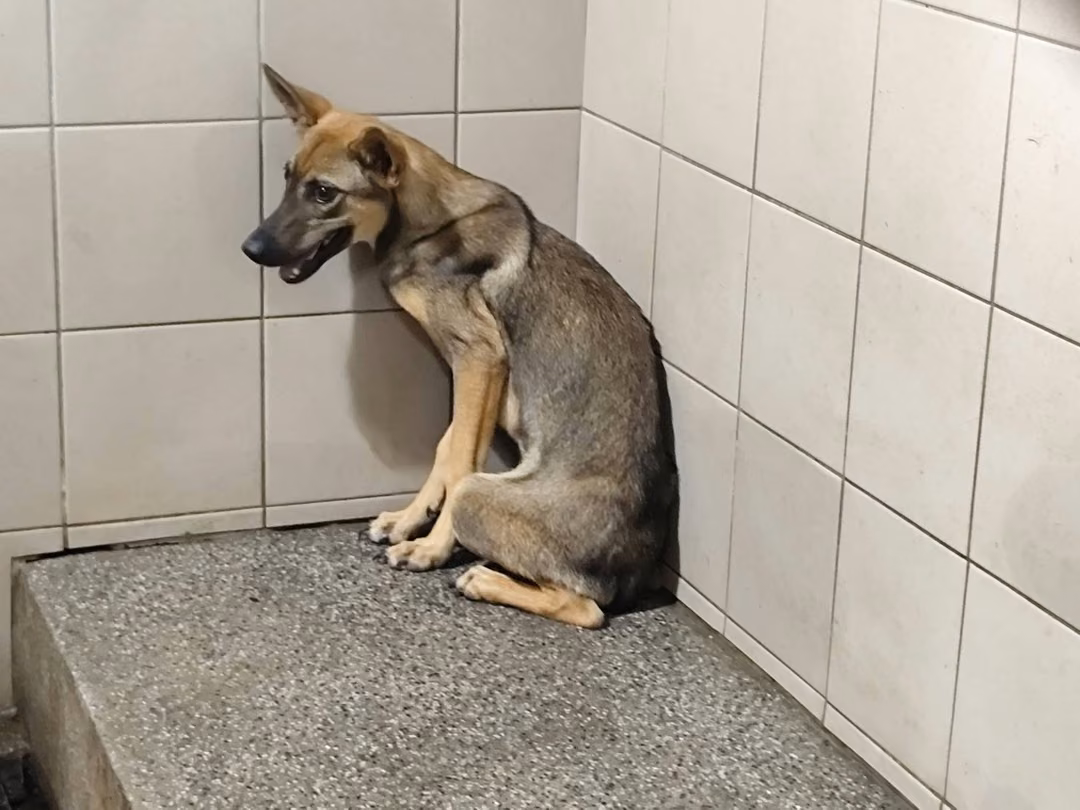 The dog, from the shelter's listing