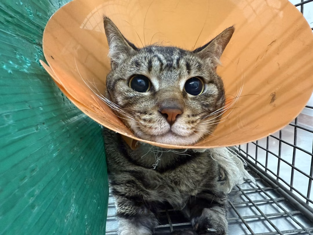 The cat, from the shelter's listing