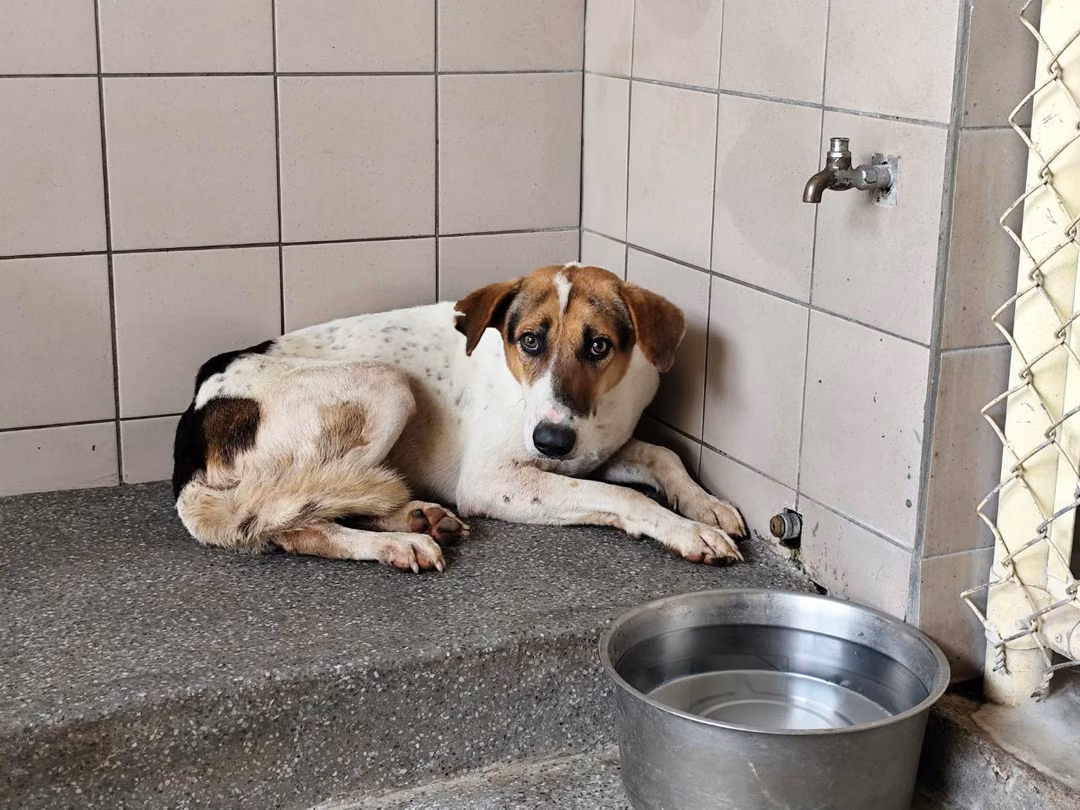 The dog, from the shelter's listing