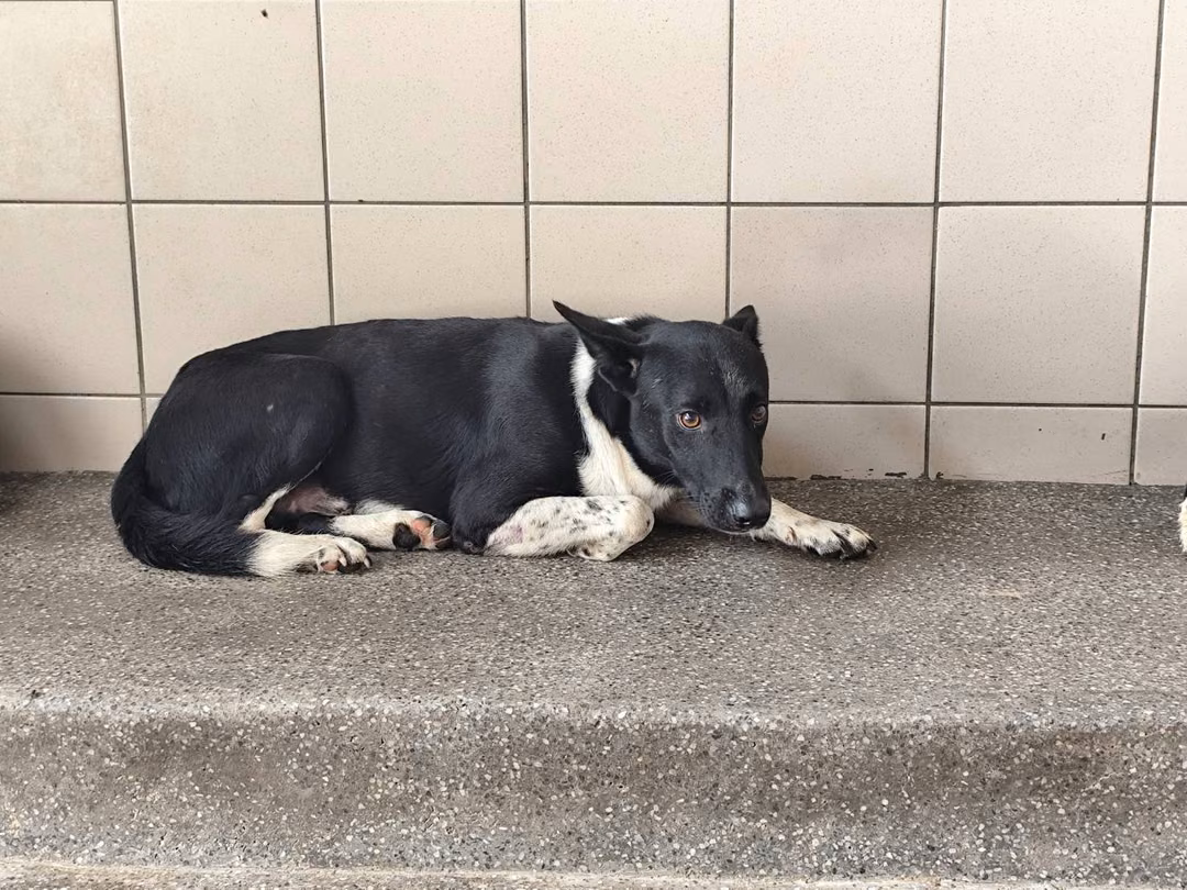 The dog, from the shelter's listing