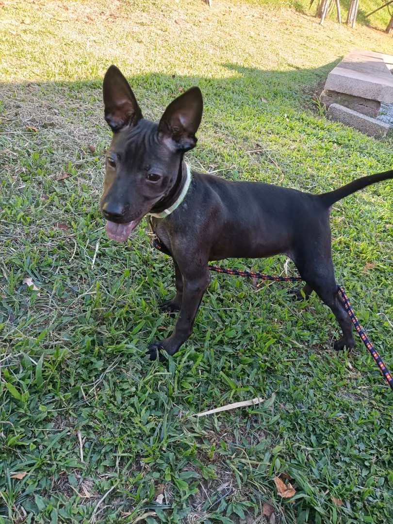 The dog, from the shelter's listing