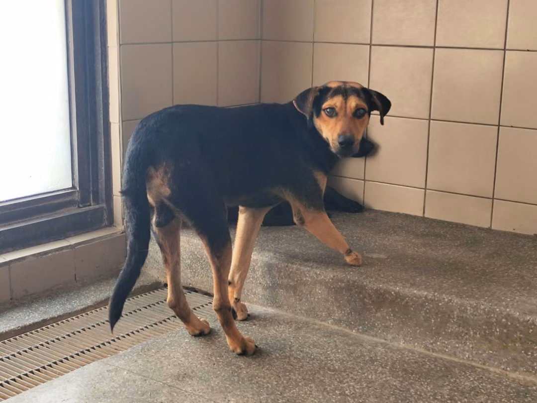 The dog, from the shelter's listing