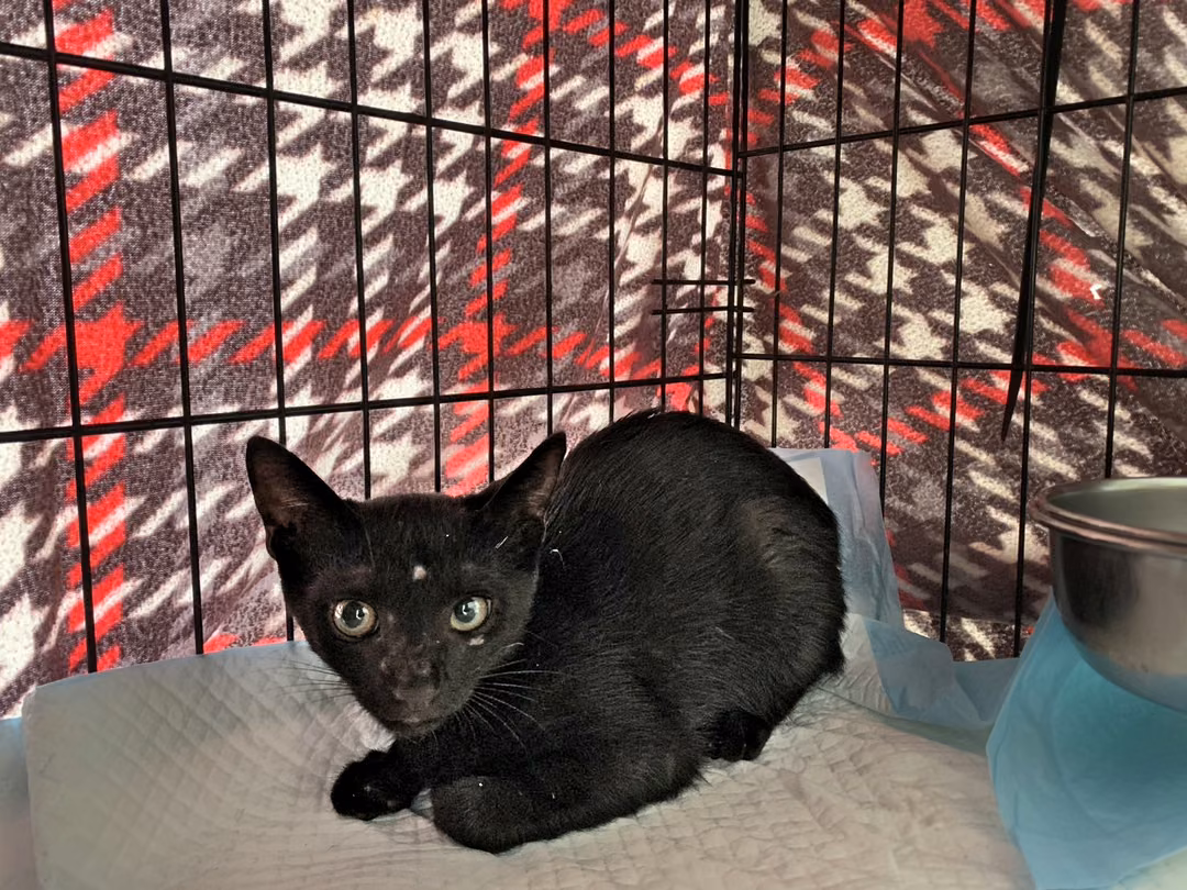 The cat, from the shelter's listing