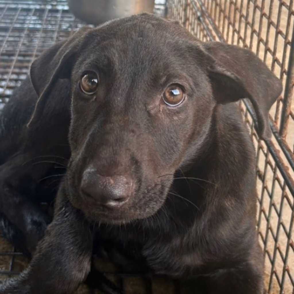 The dog, from the shelter's listing