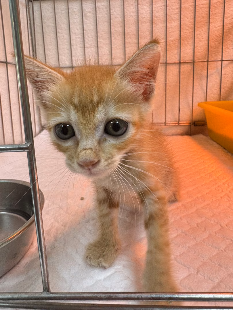 The cat, from the shelter's listing