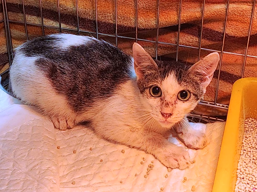 The cat, from the shelter's listing