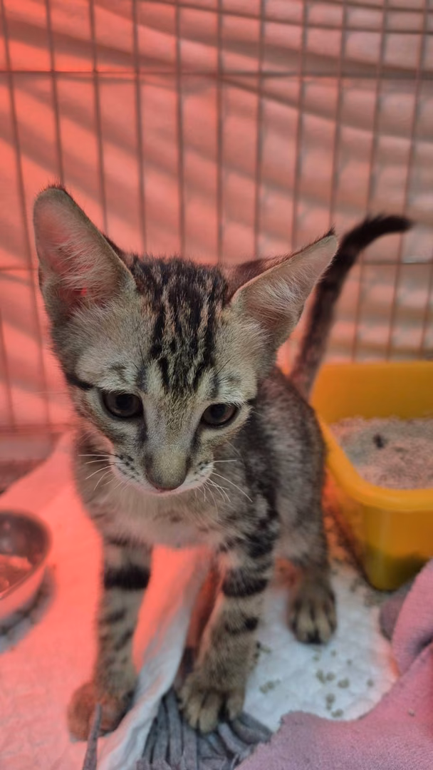 The cat, from the shelter's listing