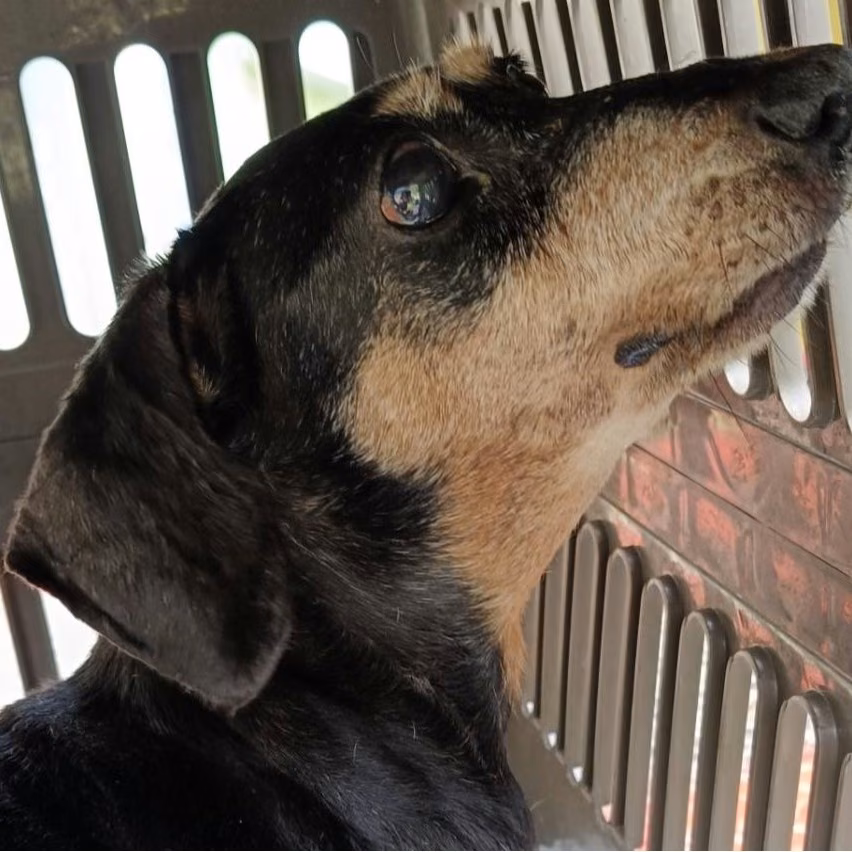 The dog, from the shelter's listing