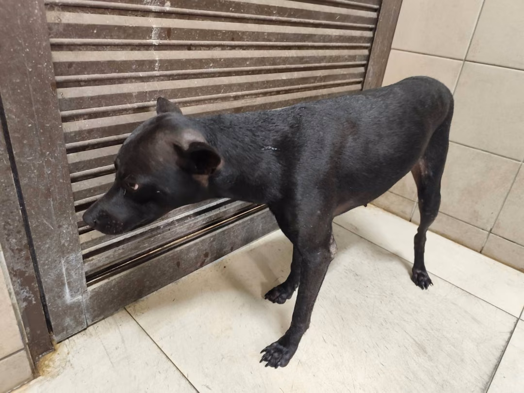 The dog, from the shelter's listing