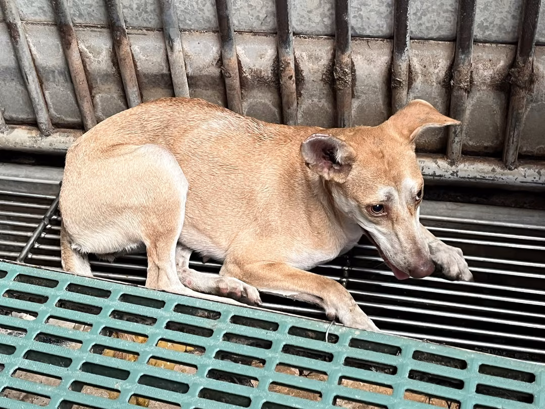 The dog, from the shelter's listing