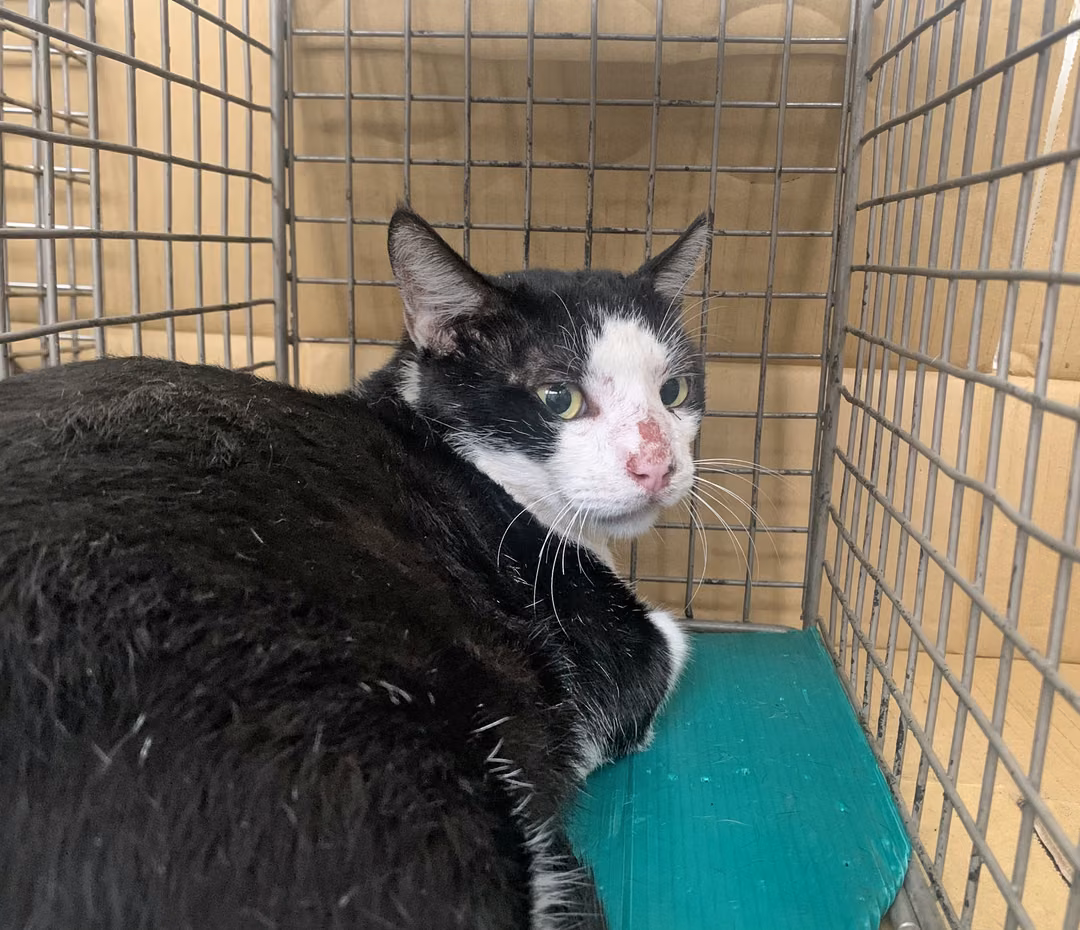 The cat, from the shelter's listing