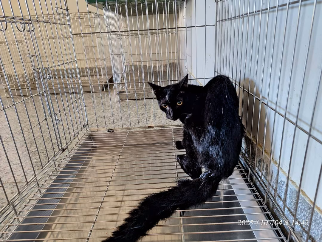 The cat, from the shelter's listing