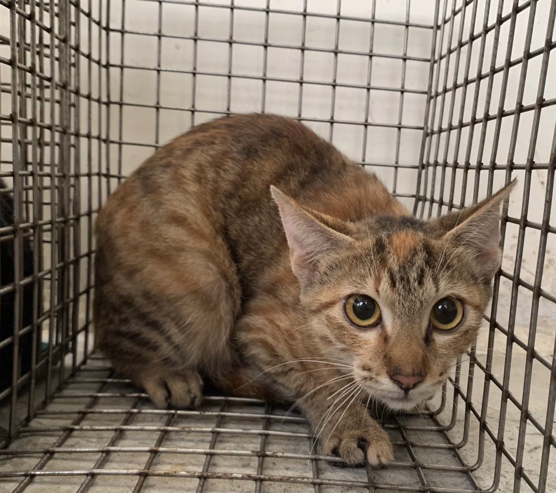The cat, from the shelter's listing
