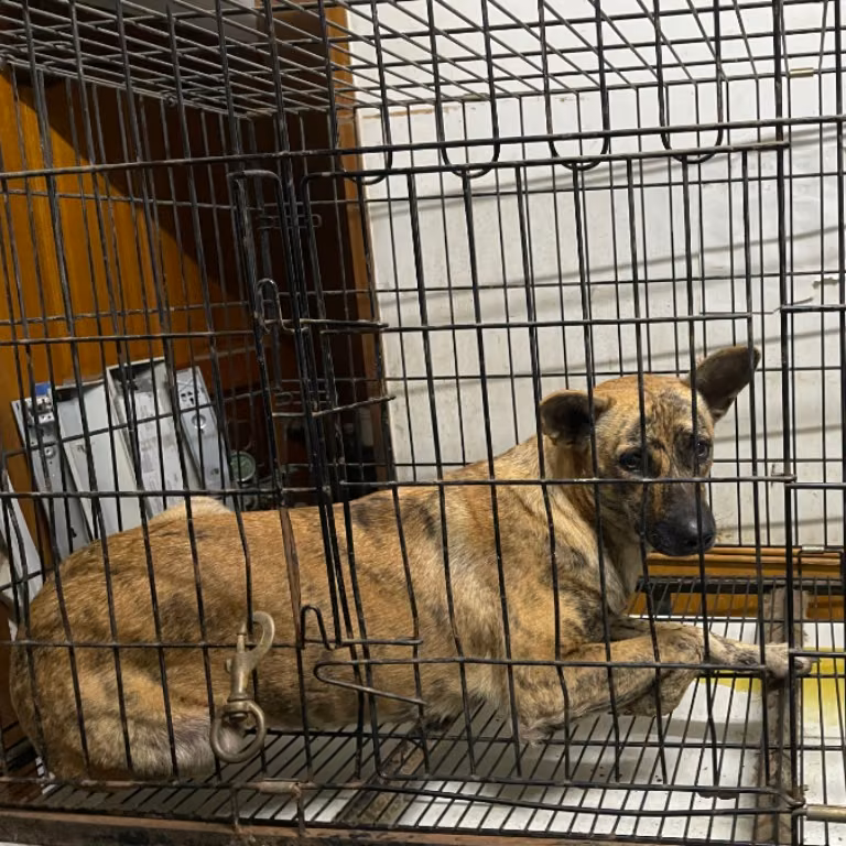The dog, from the shelter's listing