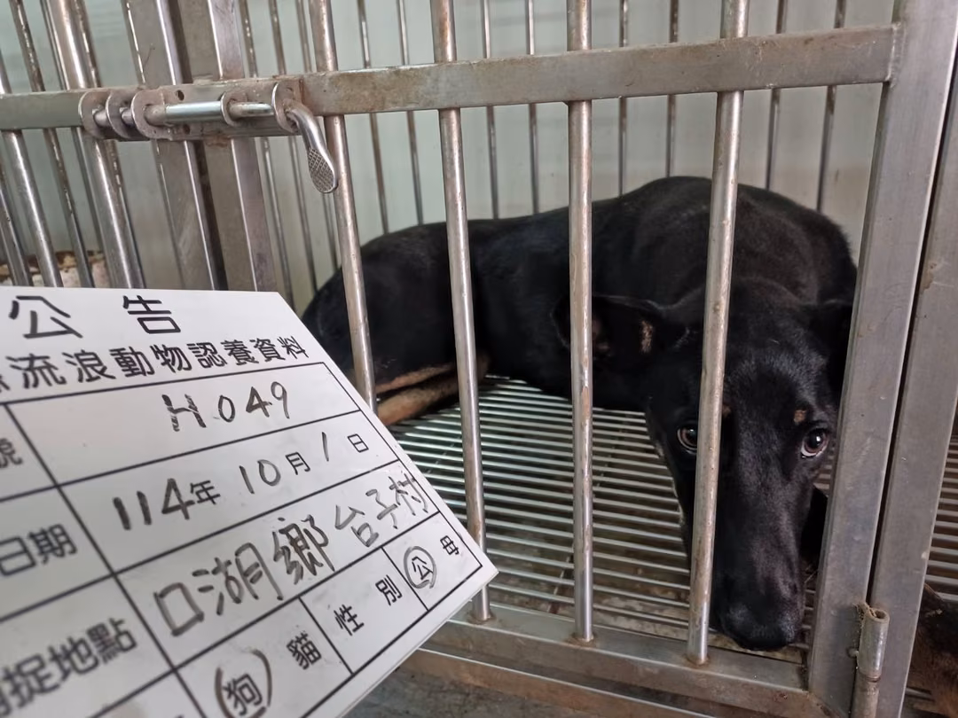 The dog, from the shelter's listing