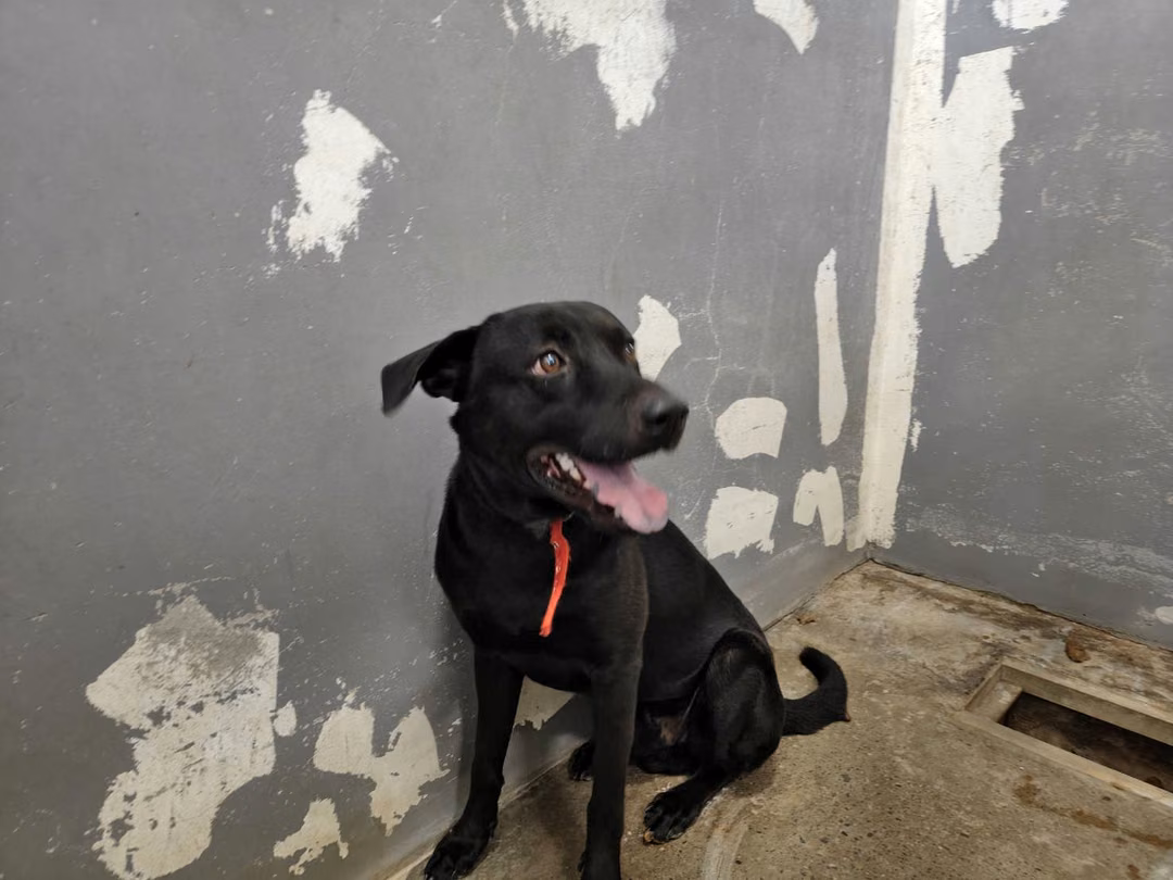 The dog, from the shelter's listing