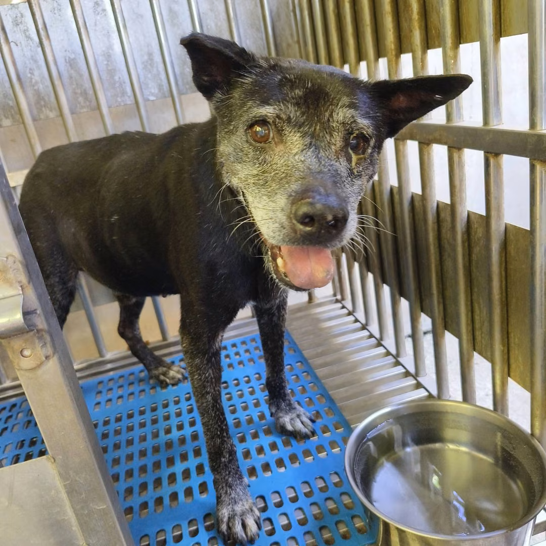 The dog, from the shelter's listing