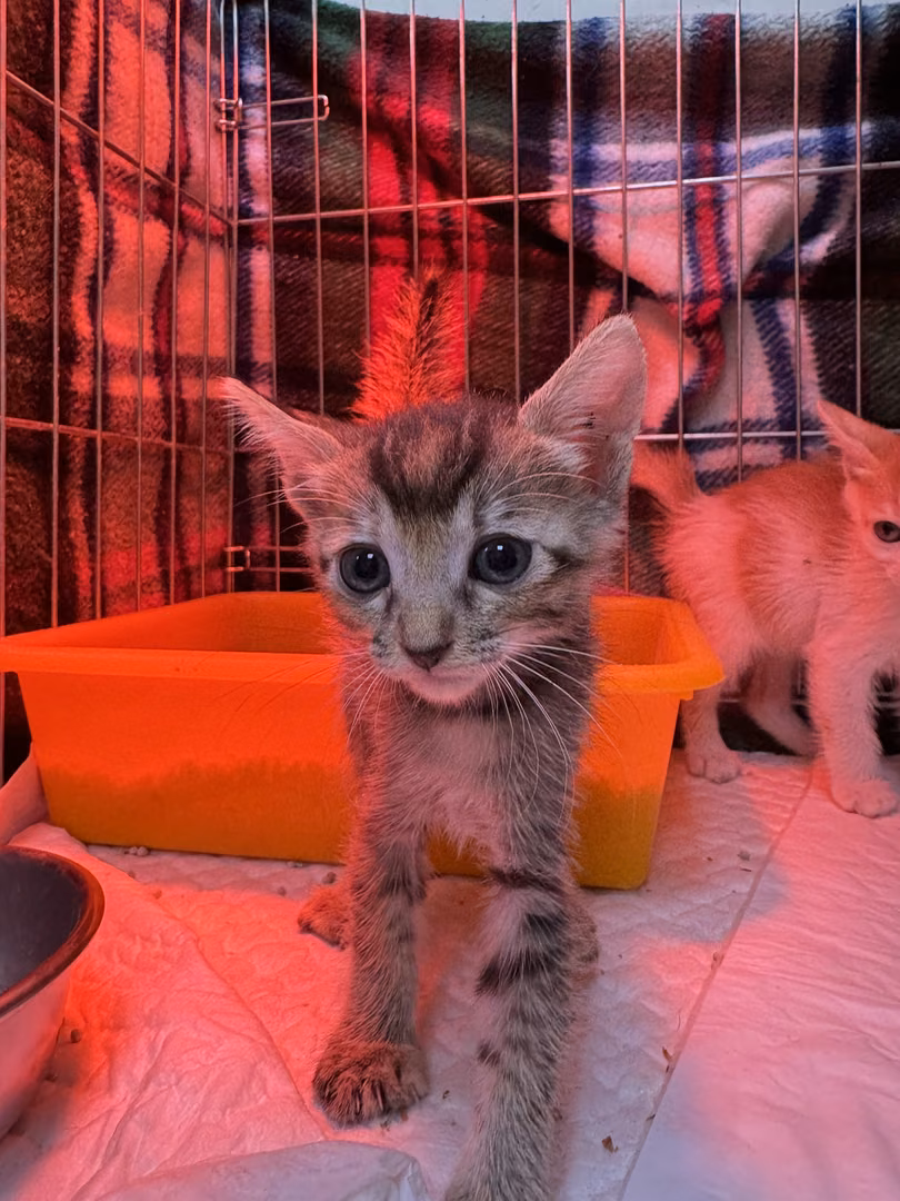 The cat, from the shelter's listing