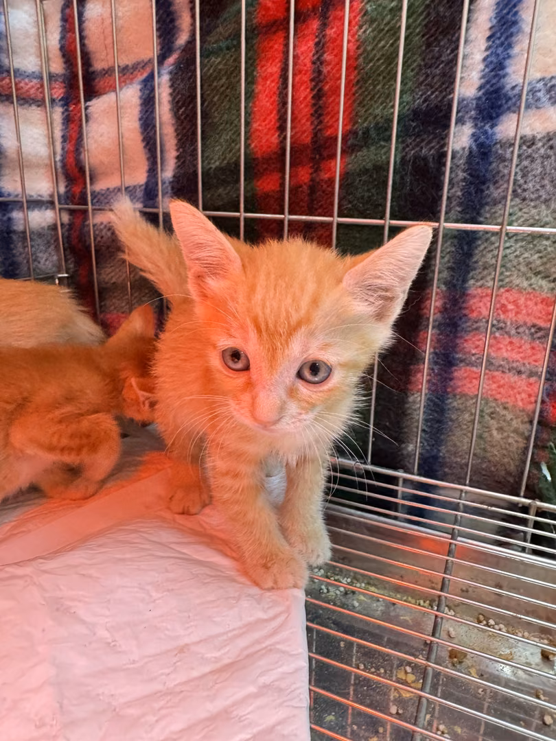 The cat, from the shelter's listing