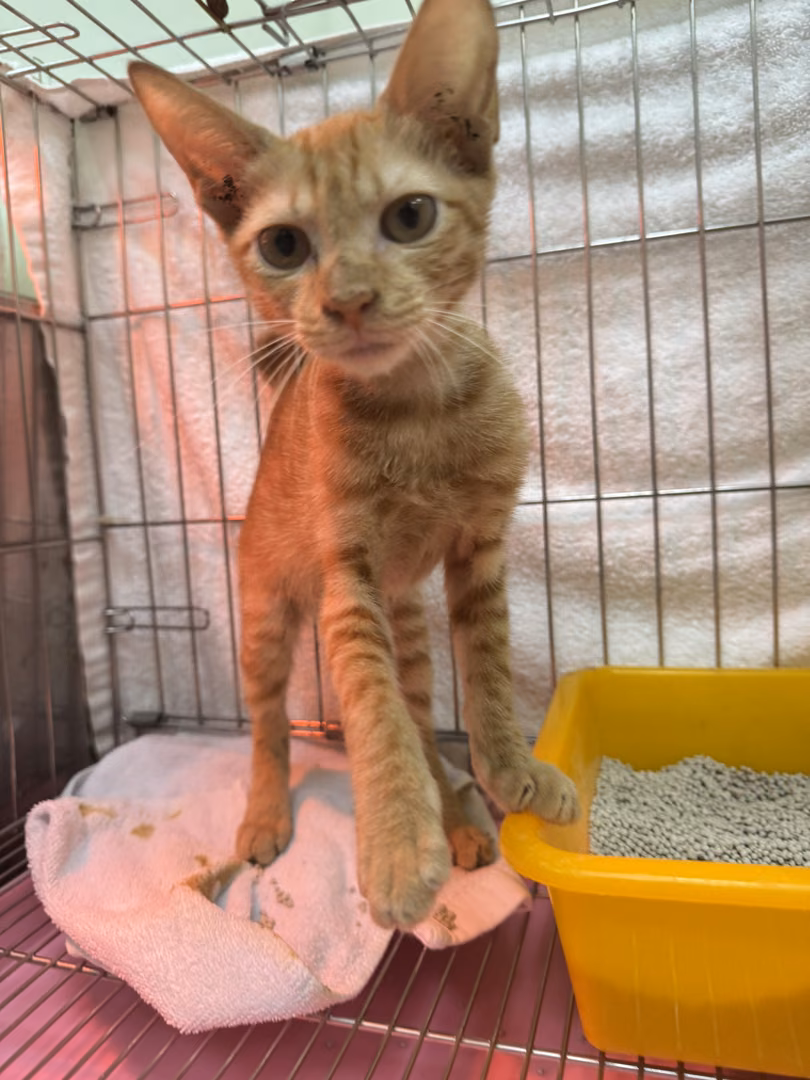 The cat, from the shelter's listing