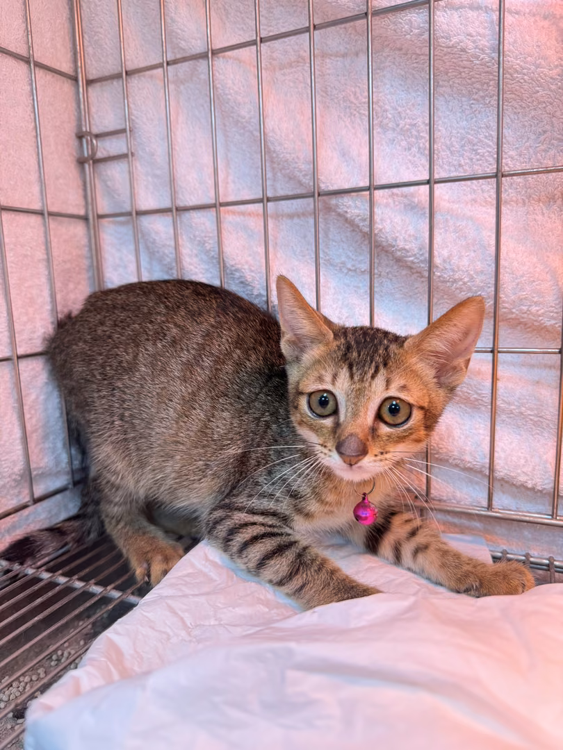 The cat, from the shelter's listing