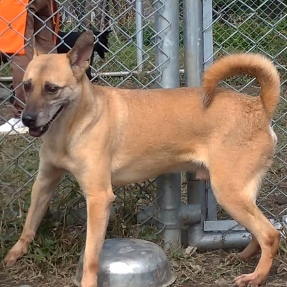 The dog, from the shelter's listing