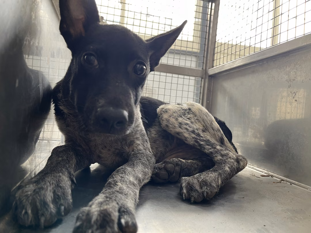 The dog, from the shelter's listing