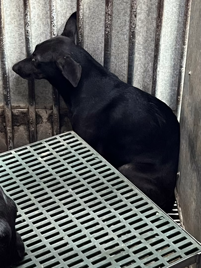 The dog, from the shelter's listing