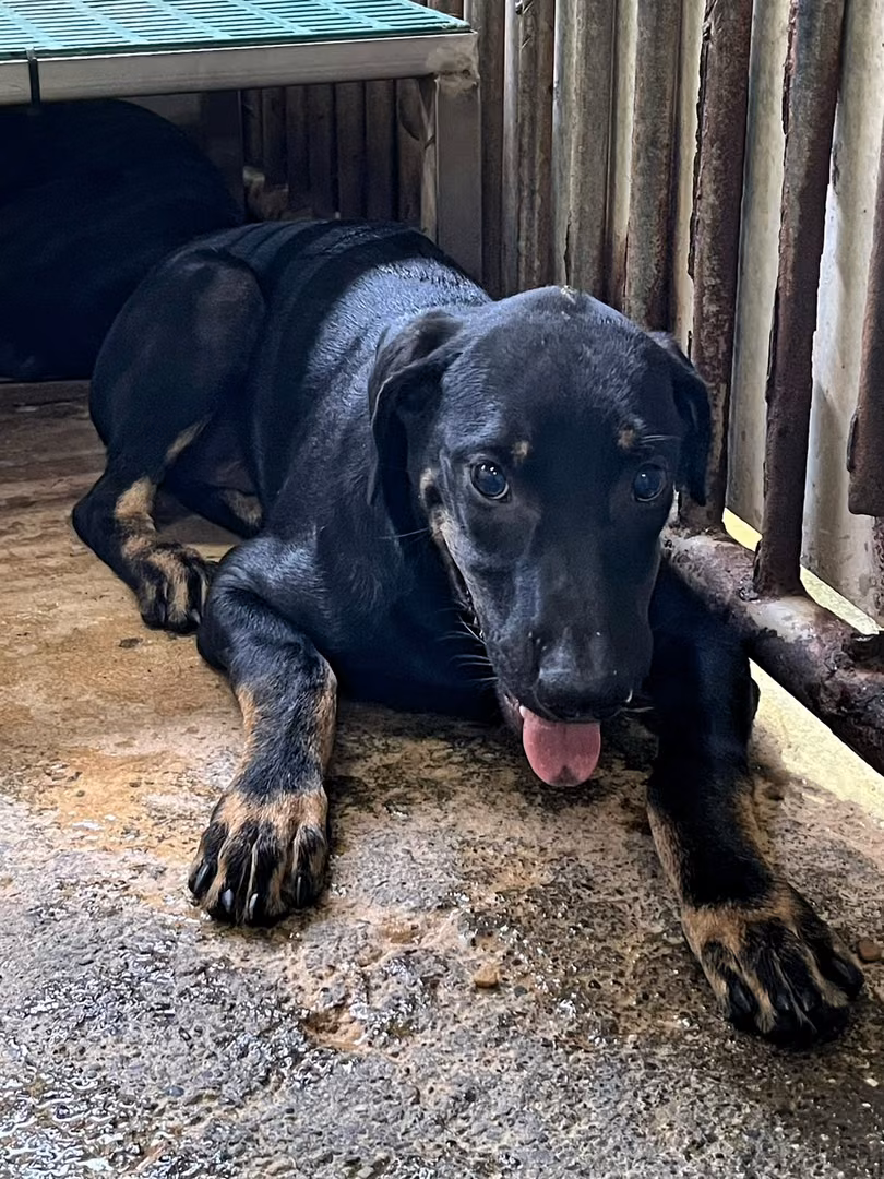 The dog, from the shelter's listing