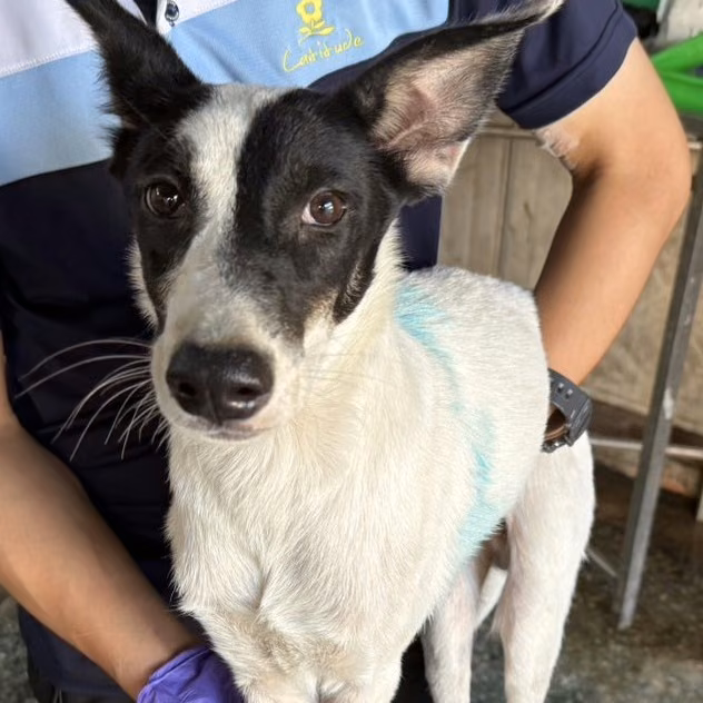 The dog, from the shelter's listing