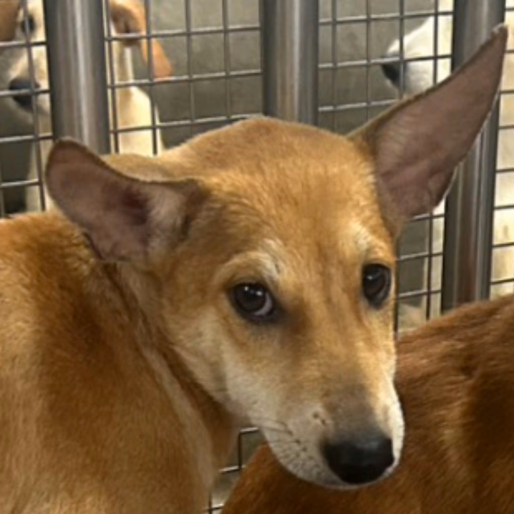 The dog, from the shelter's listing