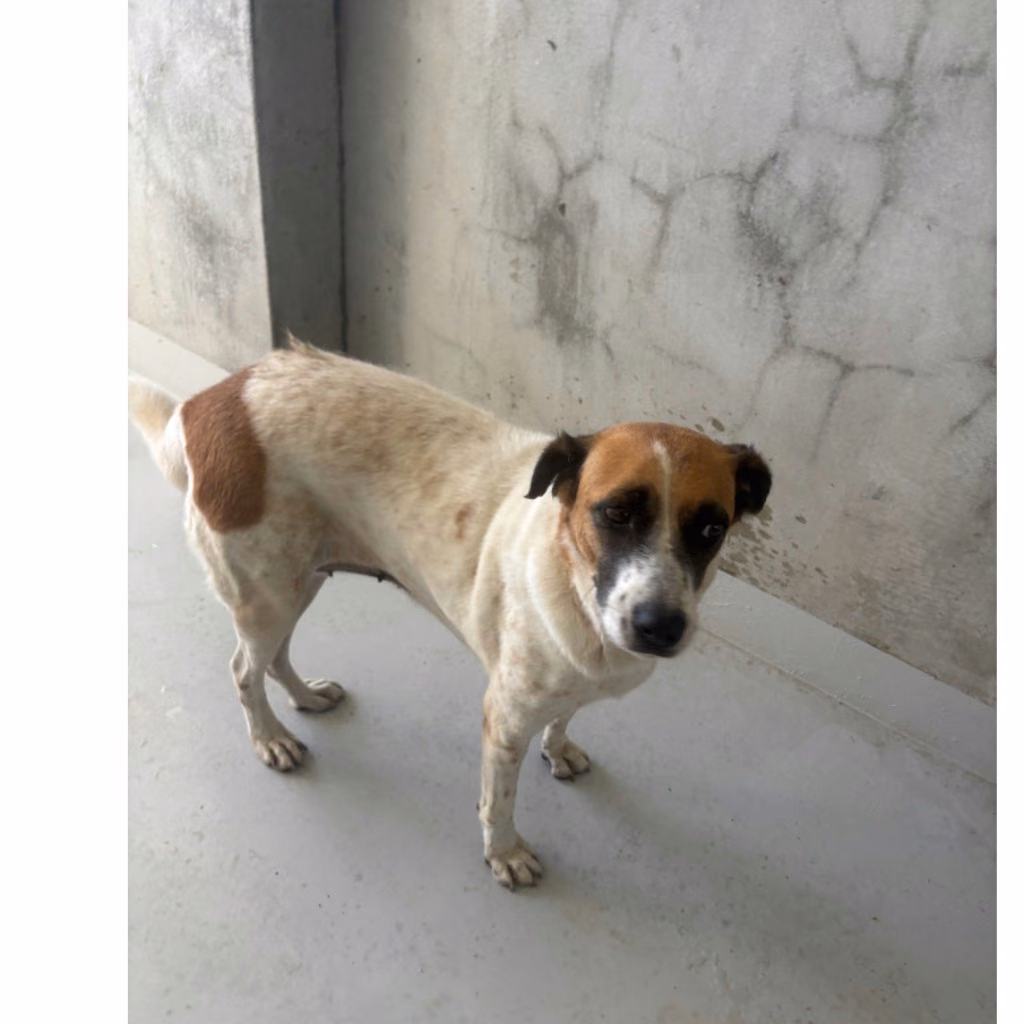 The dog, from the shelter's listing