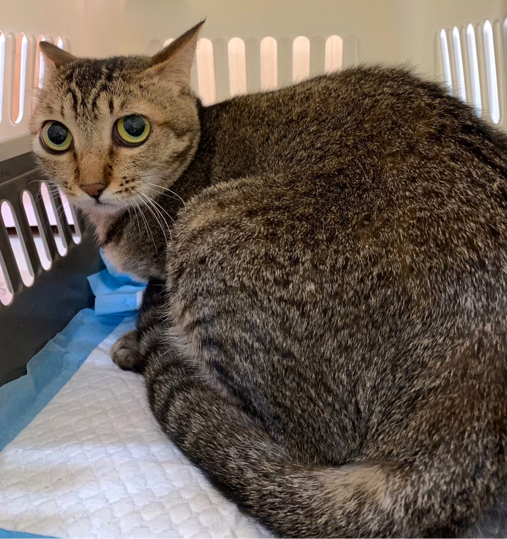 The cat, from the shelter's listing