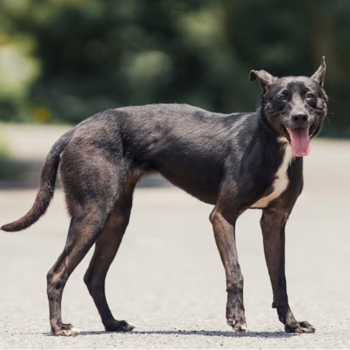 The dog, from the shelter's listing