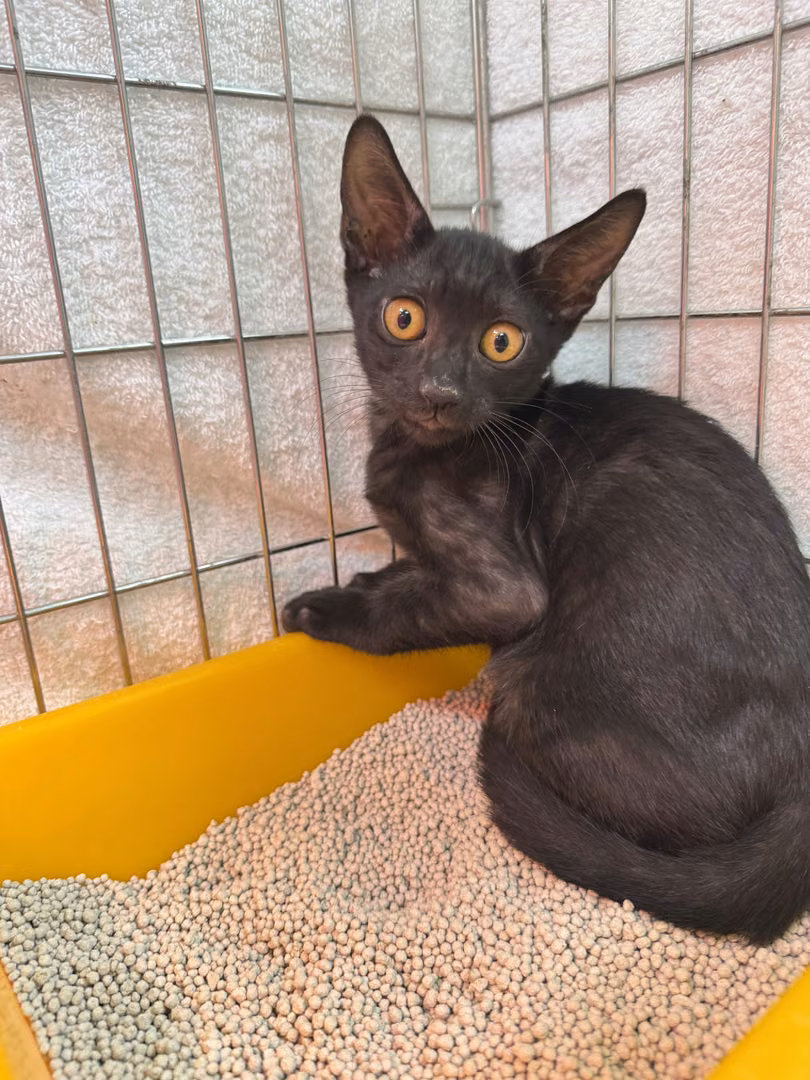 The cat, from the shelter's listing