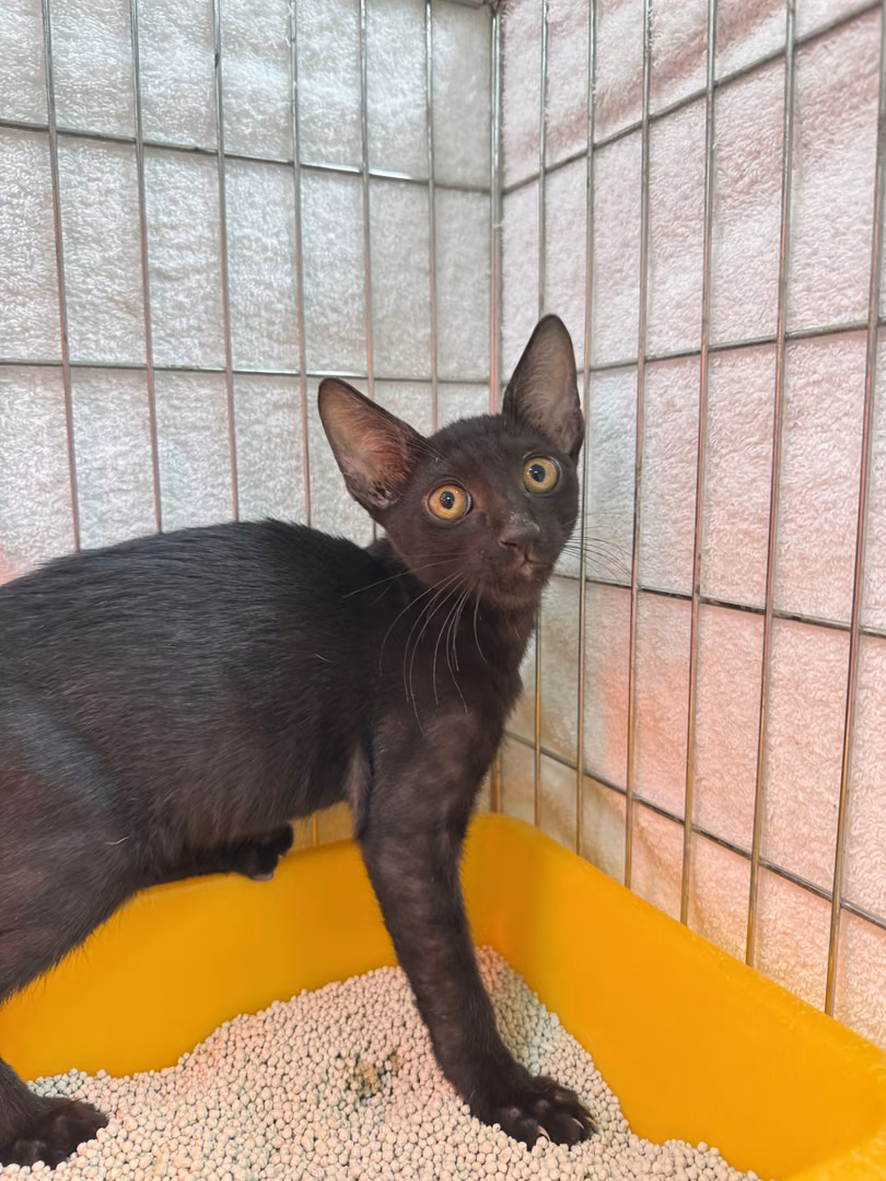 The cat, from the shelter's listing