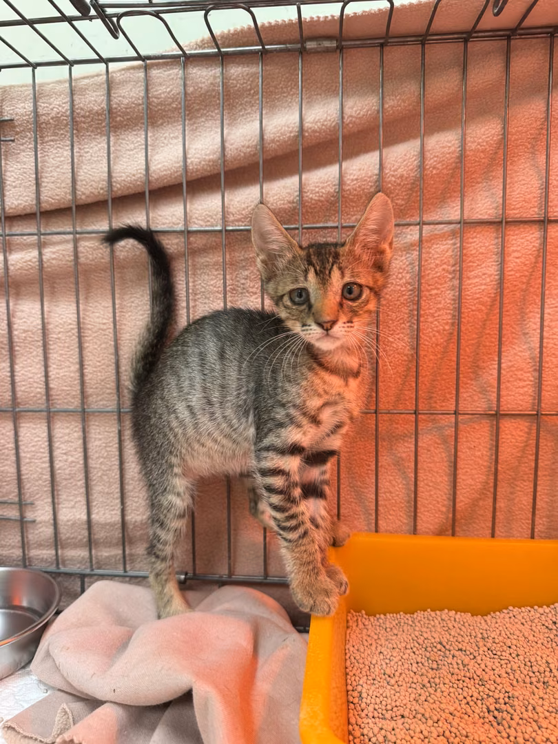 The cat, from the shelter's listing