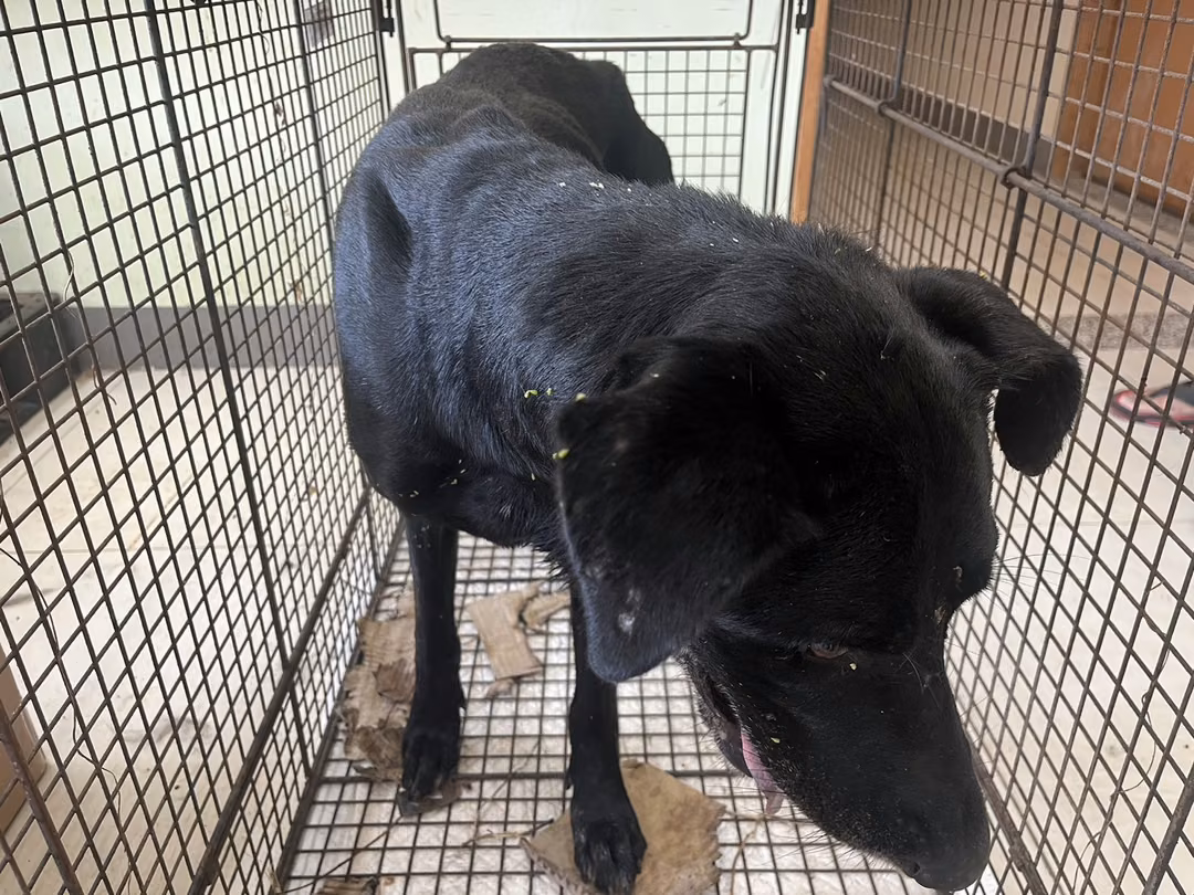 The dog, from the shelter's listing