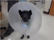 The dog, from the shelter's listing