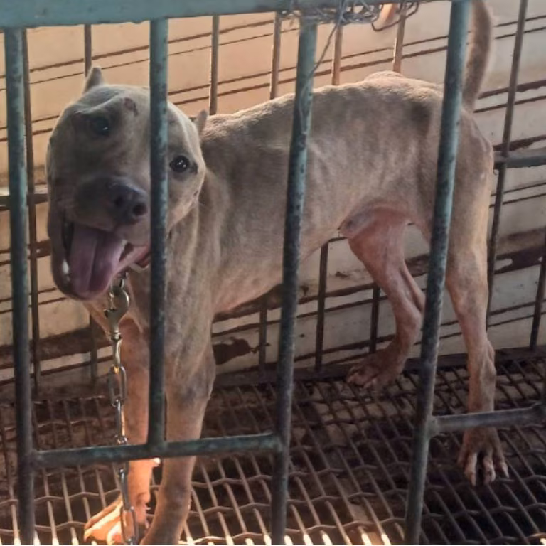 The dog, from the shelter's listing